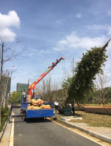 园林绿化施工我推荐你看看这几款吊机