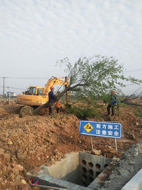 衢化西路南段一园林绿化工程 每日一报